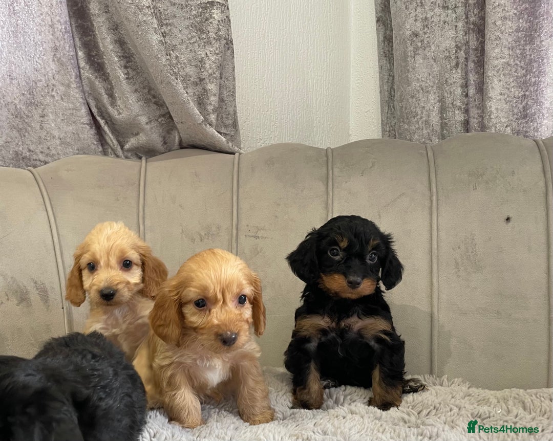 Cockapoo dogs for sale: Licenced breeder Beautiful F1 cockapoos  - Image 4