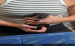 Rottweiler dogs for sale: Rottweiler puppies  - Image 16