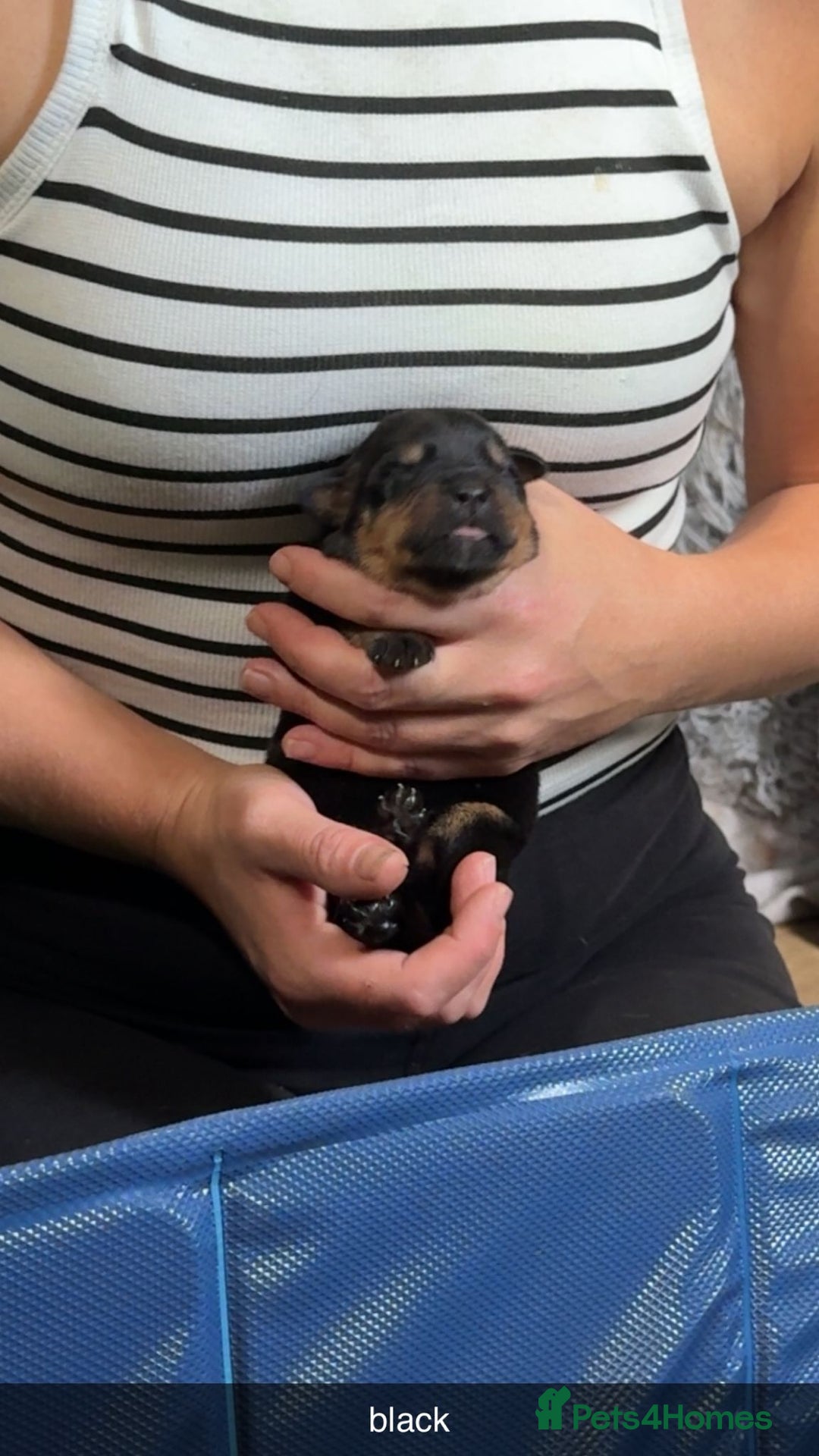 Rottweiler dogs for sale: Rottweiler puppies  - Image 16