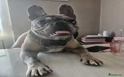 French Bulldog dogs for sale: 3 yr old male French bulldog - Image 2