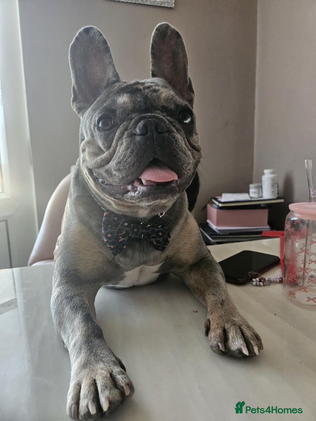 French Bulldog dogs for sale: 3 yr old male French bulldog - Image 2