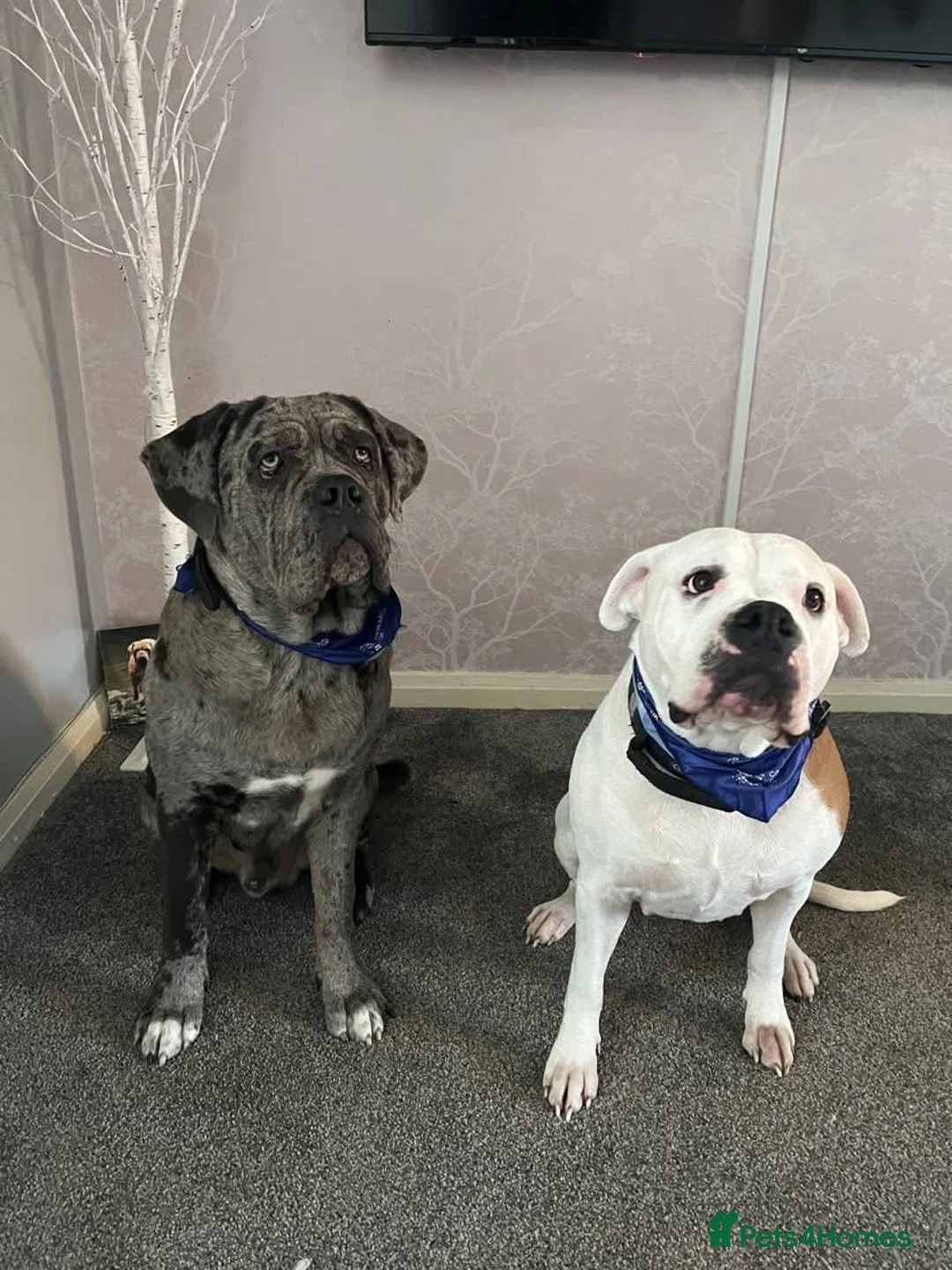 Mixed Breed dogs for sale: American Corso Puppies  - Advert 2