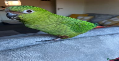 Parakeets birds - Advert 6