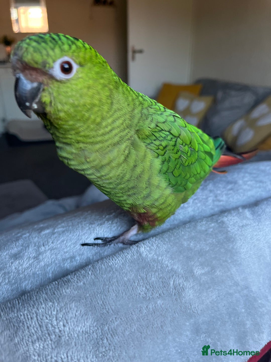 Parakeets birds for sale: SOLD !! 4 year old Austral Parakeet/conure - Image 2