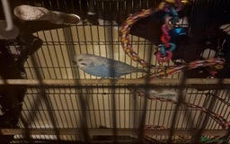 Budgerigars birds for sale: 2 budgies 1 male 1 female  - Image 3