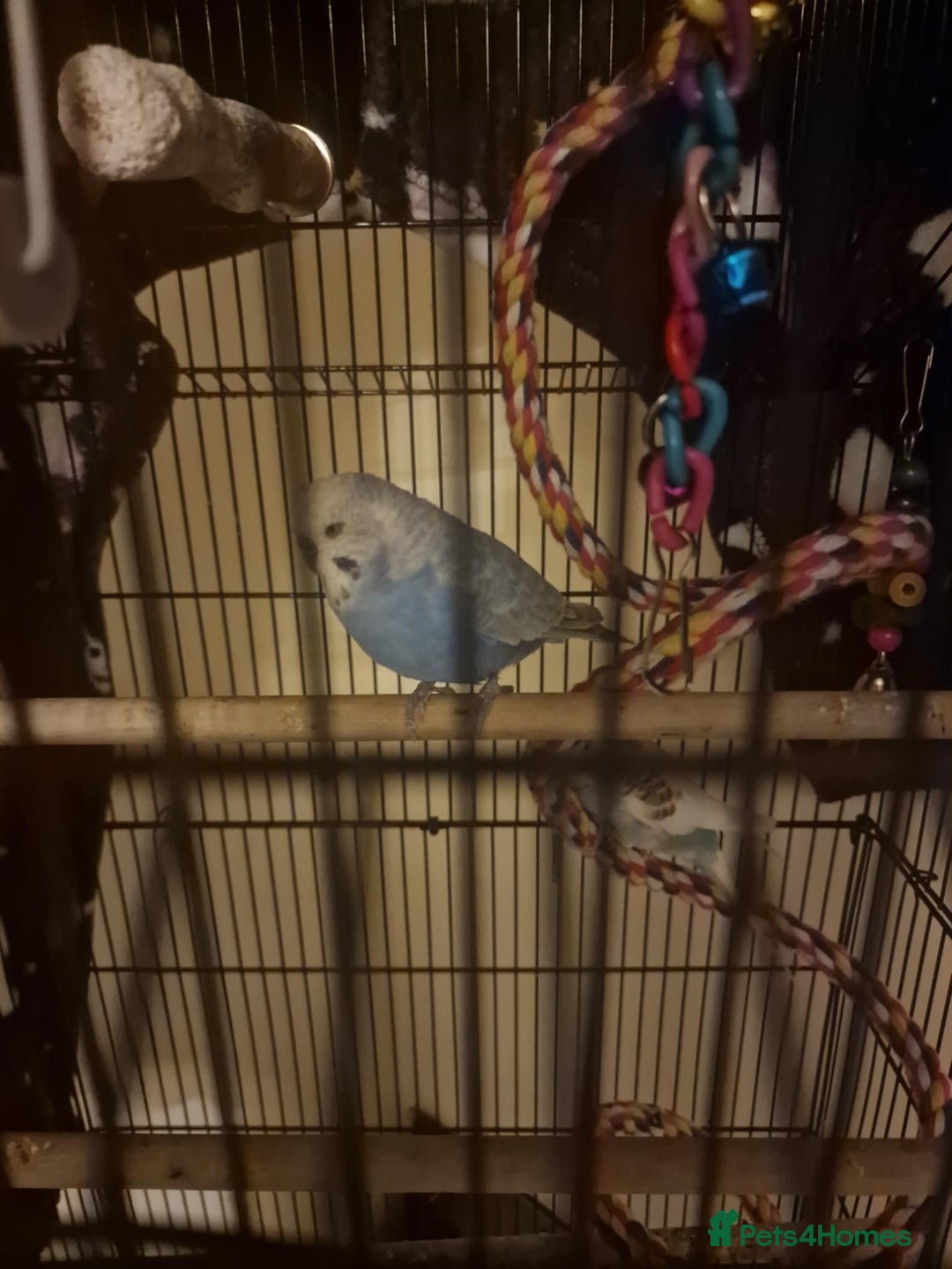 Budgerigars birds for sale: 2 budgies 1 male 1 female  - Image 3