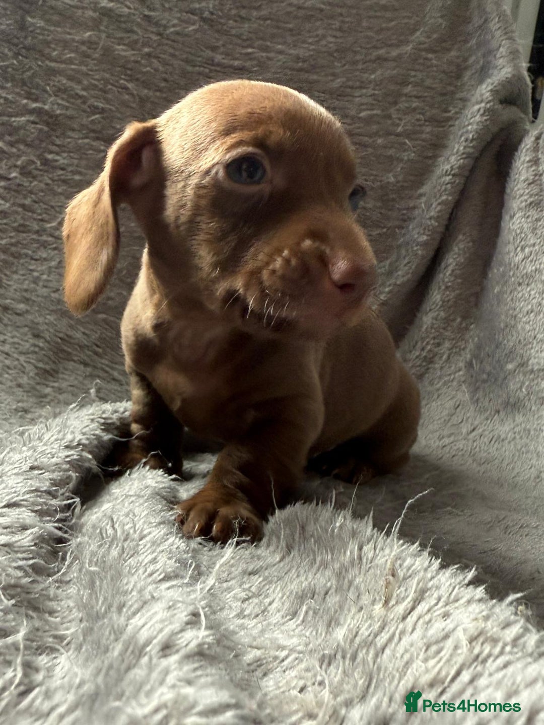 Miniature Dachshund dogs for sale: Smooth haired Miniature dachshunds - Image 4