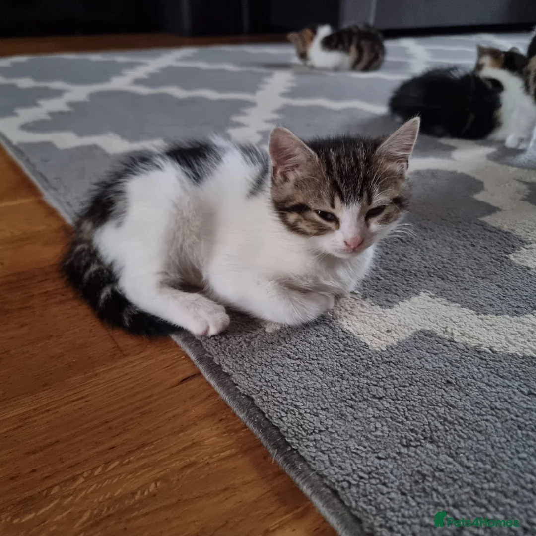 Mixed Breed cats for sale: 4 Cute Kittens For Sale !!!! - Advert 12