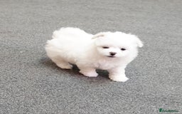 Maltipoo dogs for sale: 2 Male Tiny Maltipoo Puppies – 9 Weeks Old  - Image 4