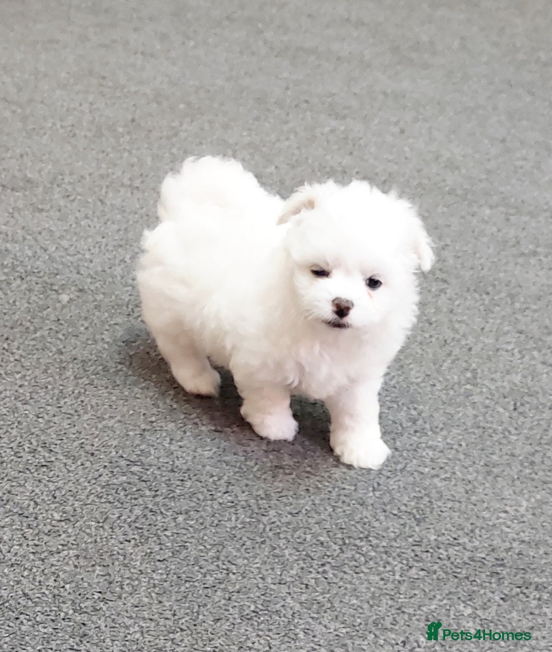 Maltipoo dogs for sale: 2 Male Tiny Maltipoo Puppies – 9 Weeks Old  - Image 4