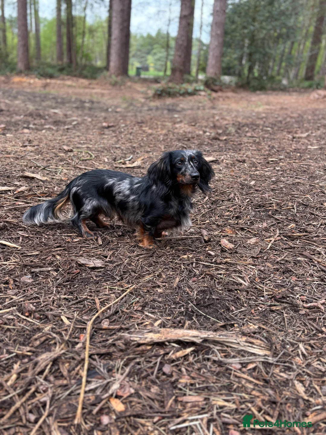Miniature Dachshund dogs for stud: *proven stud* minature long- haired dachshund  - Advert 4