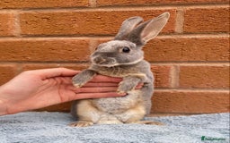 Rex rabbits for sale: Female & male mini rex rabbit kits VIENNA - Image 15