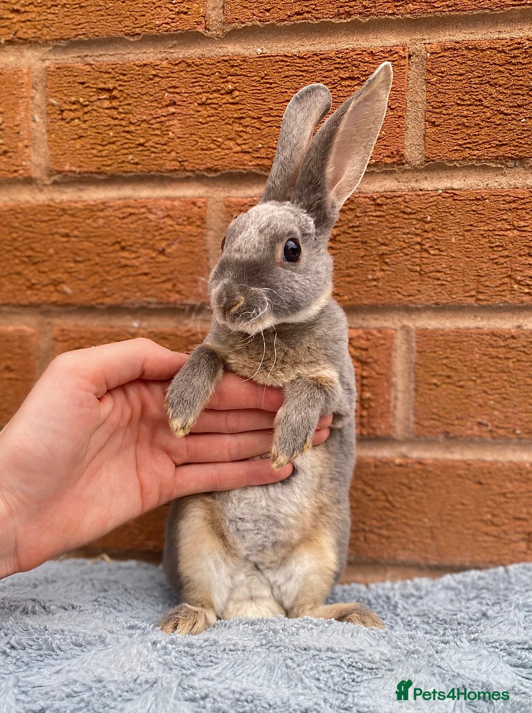 Rex rabbits for sale: Female & male mini rex rabbit kits VIENNA - Image 15