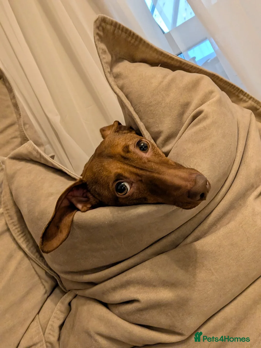 Dachshund dogs for sale: SYDNEY FEMALE DACHSHUND  - Advert 3