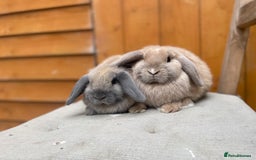 Mini Lop rabbits for sale: Mini Lop Babies Ready to Leave Now  - Image 6