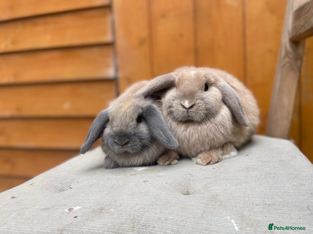 Mini Lop rabbits for sale: Mini Lop Babies Ready to Leave Now  - Image 6