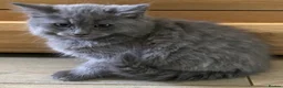 Mixed Breed cats for sale: Beautiful fluffy kittens available  - Advert 19