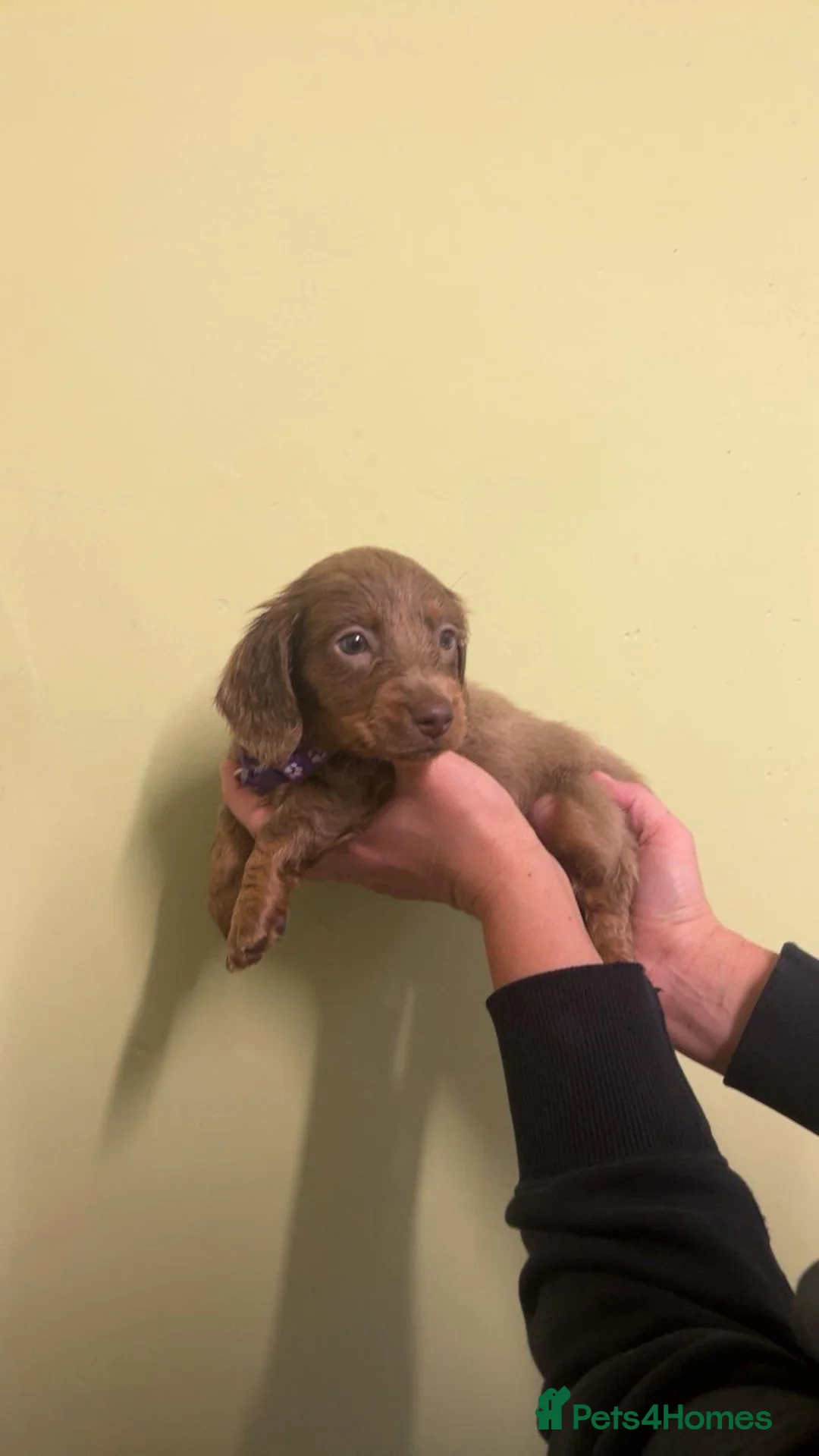 Miniature Dachshund dogs for sale: ‼️ LAST 3 READY TO LEAVE NOW ‼️ - Advert 3