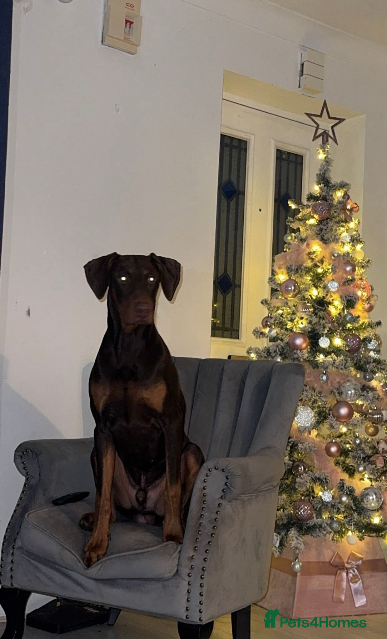 Dobermann dogs for stud: Doberman proven stud  - Advert 1