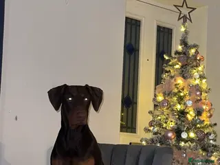 Dobermann dogs Doberman proven stud - Advert 5