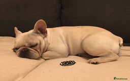 French Bulldog dogs for sale: Female Frenchie needing new home - Image 8