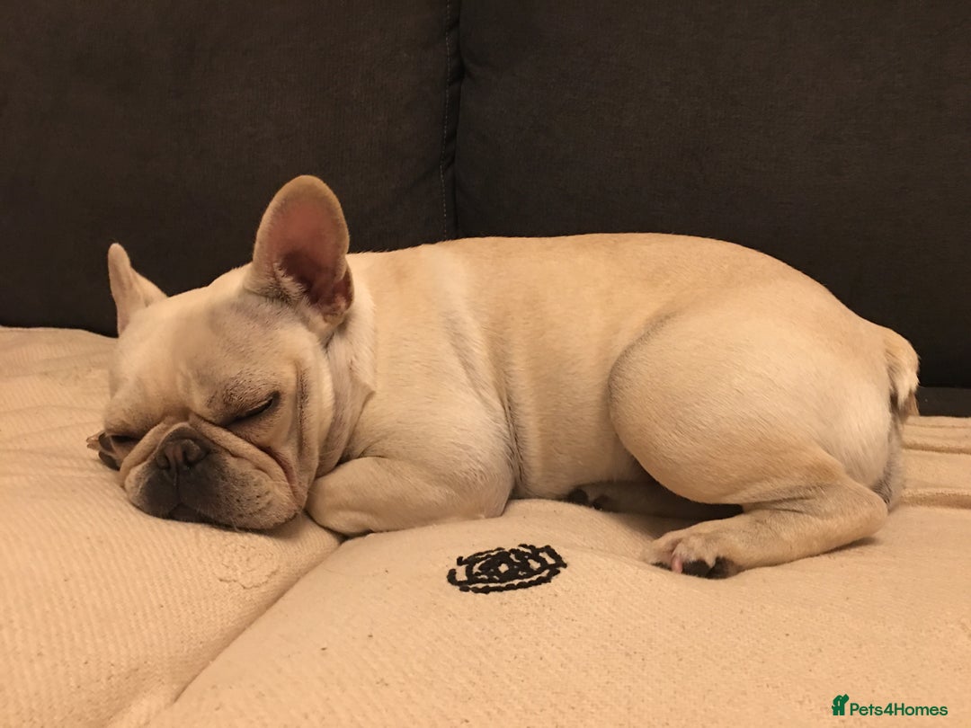 French Bulldog dogs for sale: Female Frenchie needing new home - Image 8
