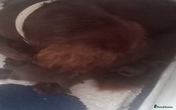 Mixed Breed dogs for sale: Cockerjack puppies - Image 9