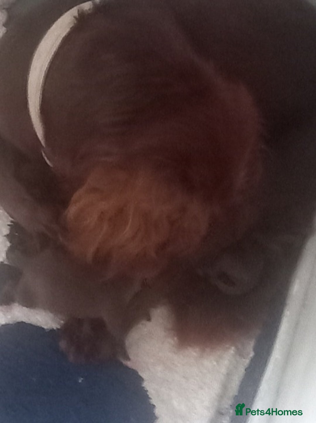 Mixed Breed dogs for sale: Cockerjack puppies - Image 9