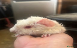 Guinea Pig rodents for sale: Litter of 6 beautiful baby Abyssinian guinea pigs - Image 6