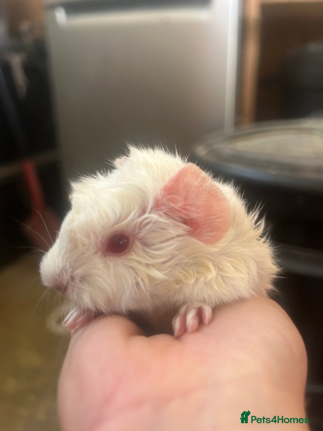 Guinea Pig rodents for sale: Litter of 6 beautiful baby Abyssinian guinea pigs - Image 6