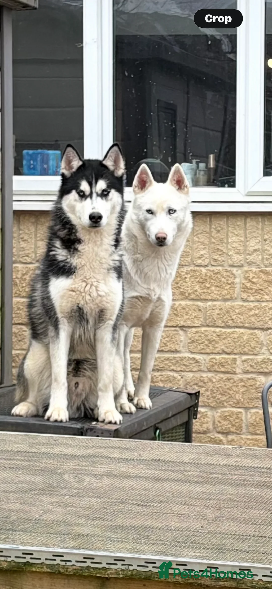 Siberian Husky dogs for stud: beautiful Zeus - Advert 8