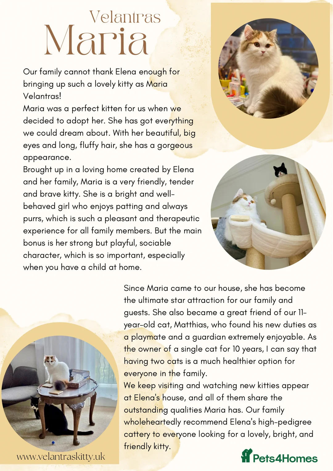 Scottish Fold cats for sale: The highest breeding quality Scottish Straight  - Advert 13