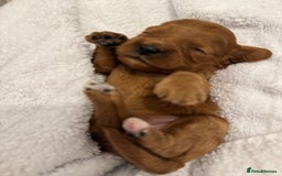 Cavapoo dogs for sale: Extensively health tested F1 Cavapoos  - Image 1