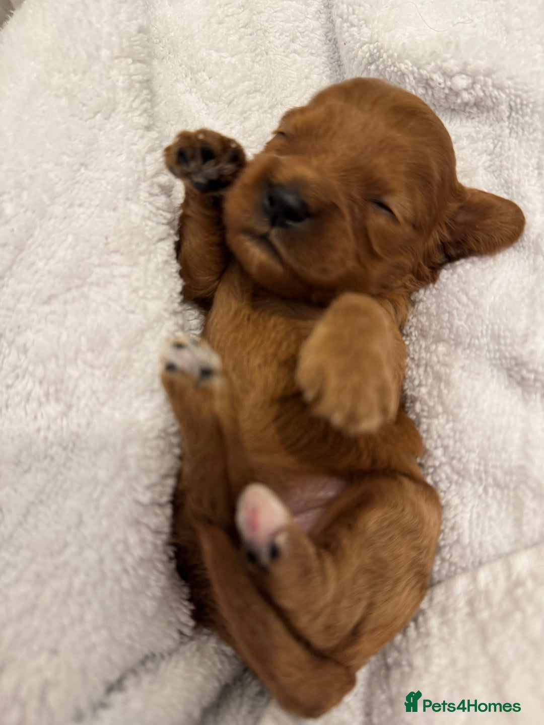 Cavapoo dogs for sale: Extensively health tested F1 Cavapoos  - Image 1