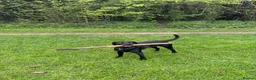 Labrador Retriever dogs for stud: Black Labrador for stud  in Peterlee - Advert 8