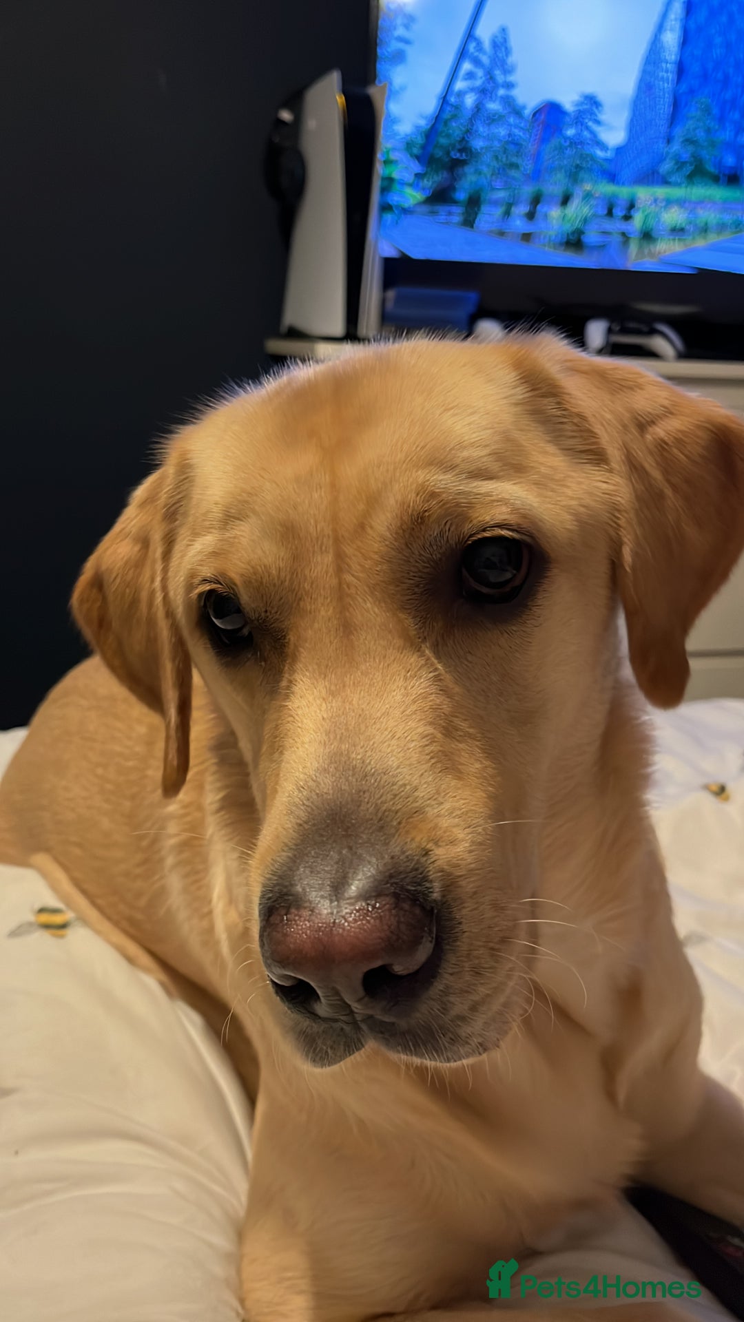 Labrador Retriever dogs for sale: 3 year old male labrador  - Image 6