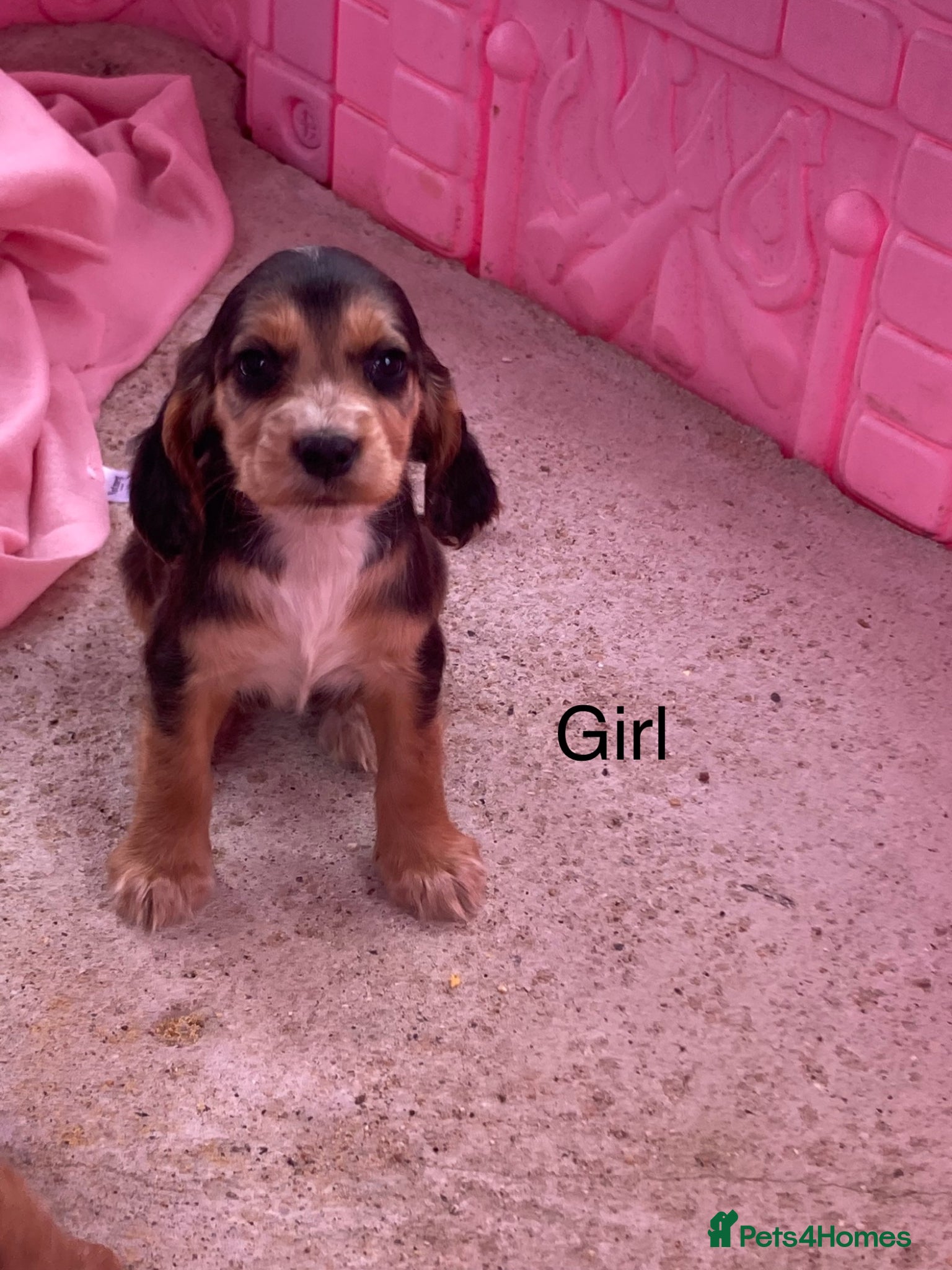 Cocker Spaniel dogs Cocker spaniel puppy’s  - Advert 1