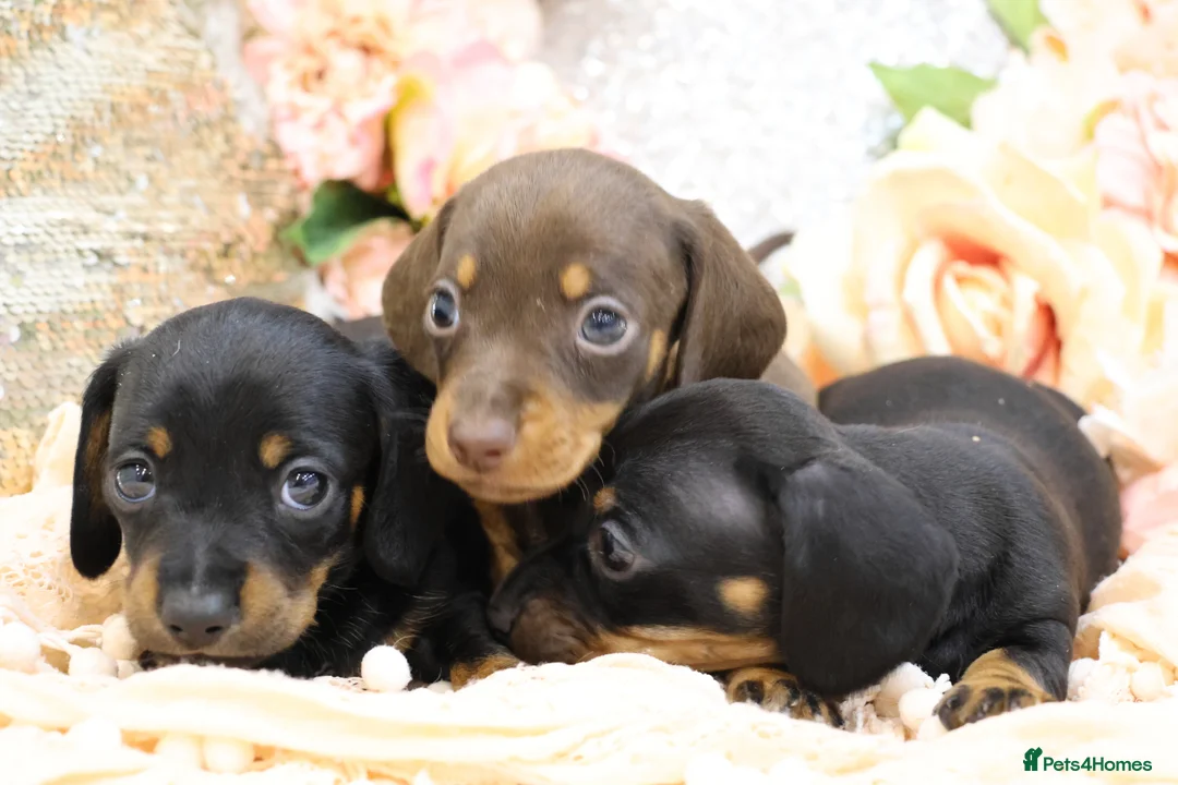 Miniature Dachshund dogs for sale: Miniature Dachshund Puppies - Advert 2