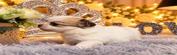 Chihuahua dogs for sale: Exclusive KC reg long coat Chihuahua boys  - Advert 5