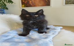 Maine Coon cats for sale: Maine Coon Kittens - Fluffy Chaos Incoming - Image 4
