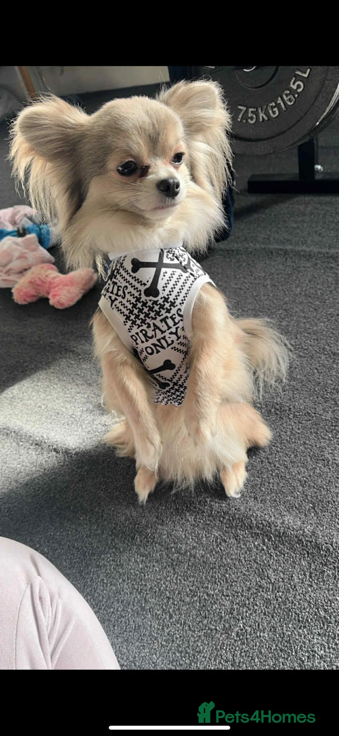 Chihuahua dogs for sale: Last boy KC REG chihuahua Champ/russian READY NOW - Advert 26