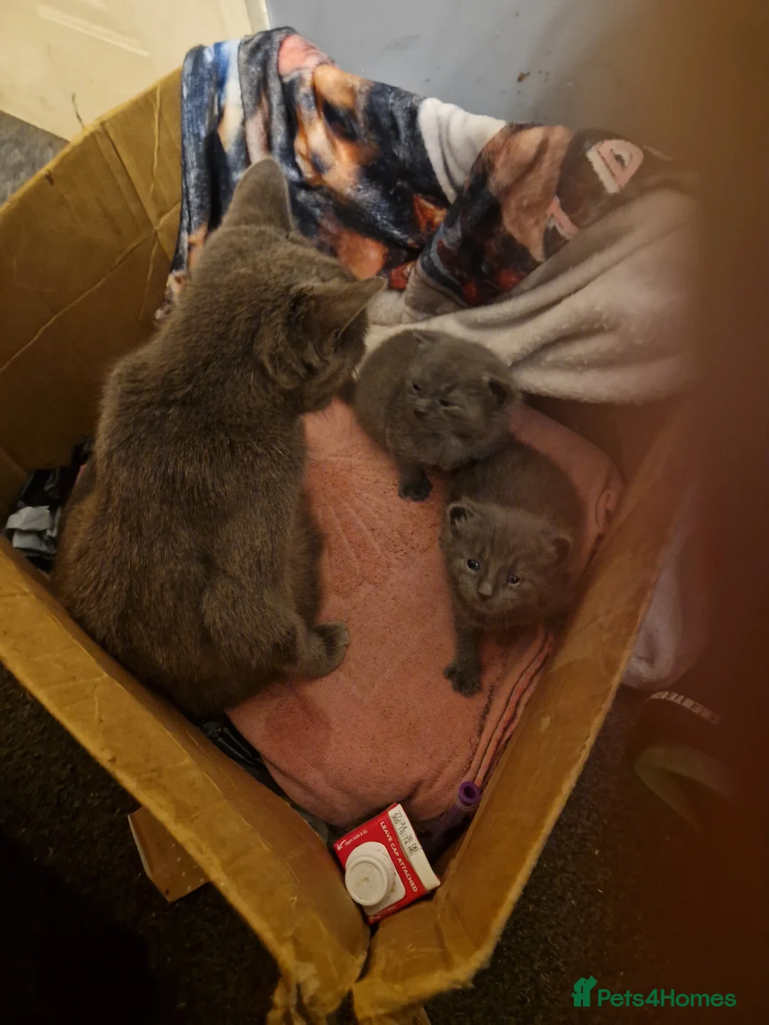 Russian Blue cats for sale: Russian blue grey kittens - Advert 2