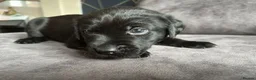 Labrador Retriever dogs for sale: Stunning litter of KC black labradors - Advert 14