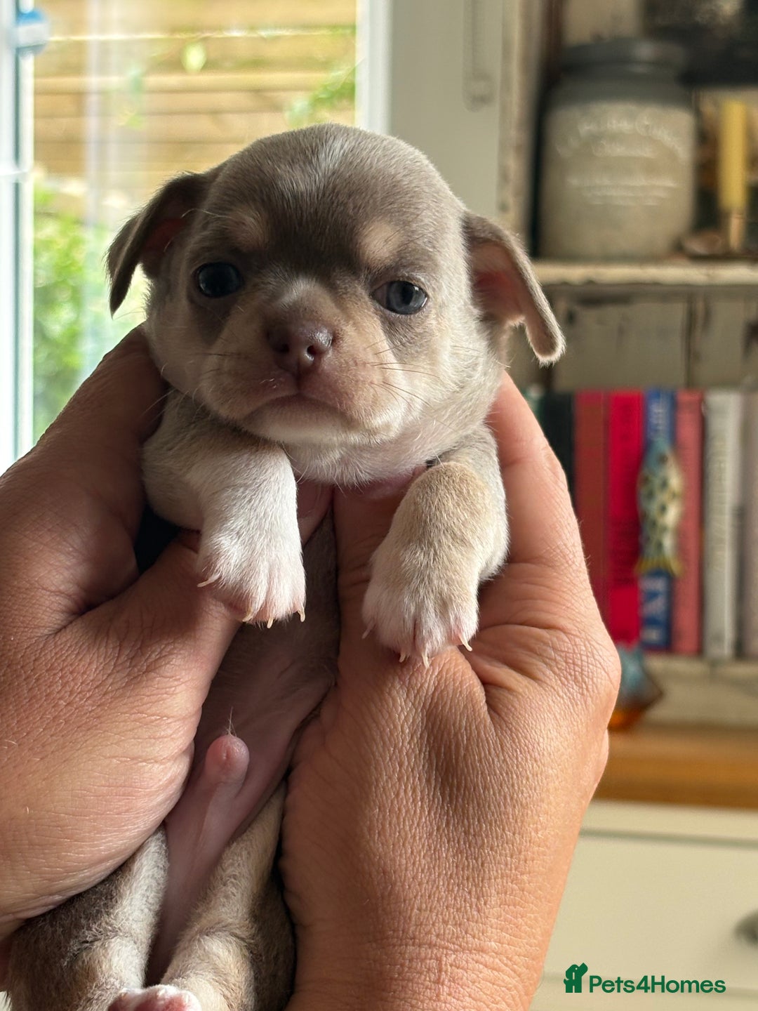 Chihuahua dogs for sale: 5⭐️Licensed Breeder! BEAUTIFUL BOY ready 21/8 💙 - Image 7