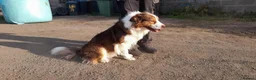 Border Collie dogs for sale: Border Collie Pups - Advert 4