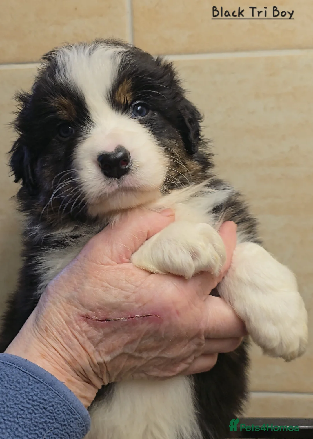 Australian Shepherd dogs for sale: Top Quality Australian Shepherd Pups  - Advert 2