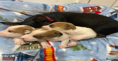 Mixed Breed dogs - Advert 5