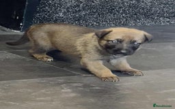 Belgian Shepherd Dog dogs for sale: Belgian malinois  - Image 8