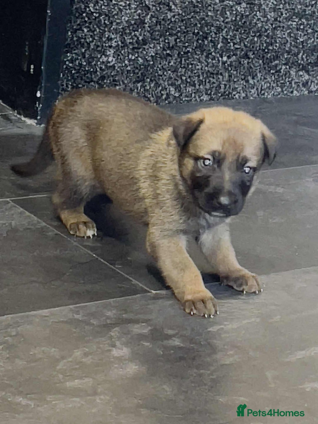 Belgian Shepherd Dog dogs for sale: Belgian malinois  - Image 8