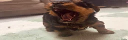 Yorkshire Terrier dogs for sale: 🐾  Beautiful Yorkshire Terrier Puppies  🐾 - Advert 3